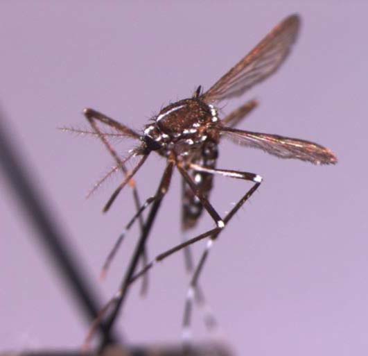 closeup of a Mosquito