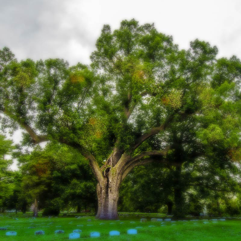 The Salem Oak Tree